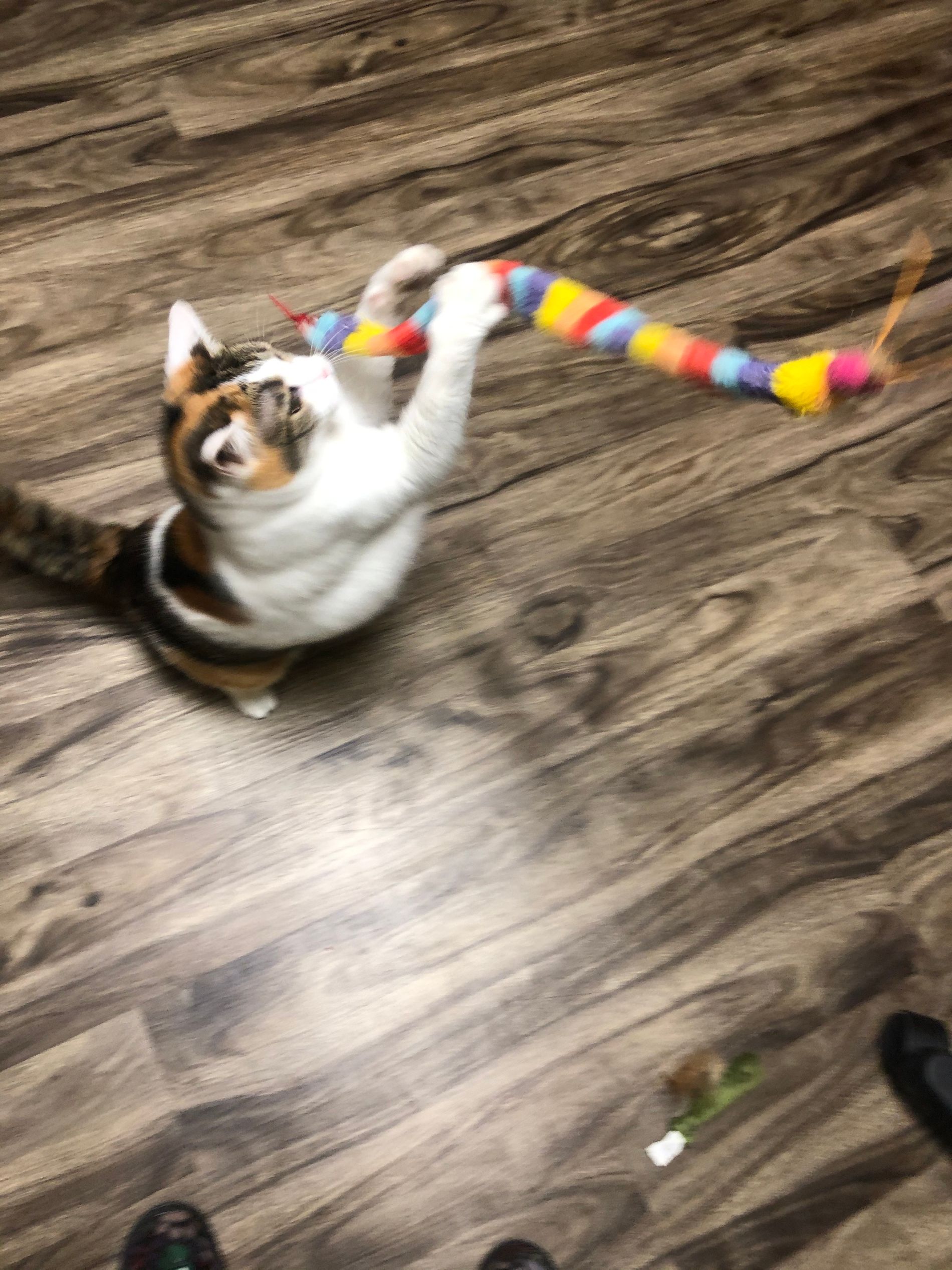 Pet Boarding In Valparaiso, IN 46385 Arbor View Animal Hospital