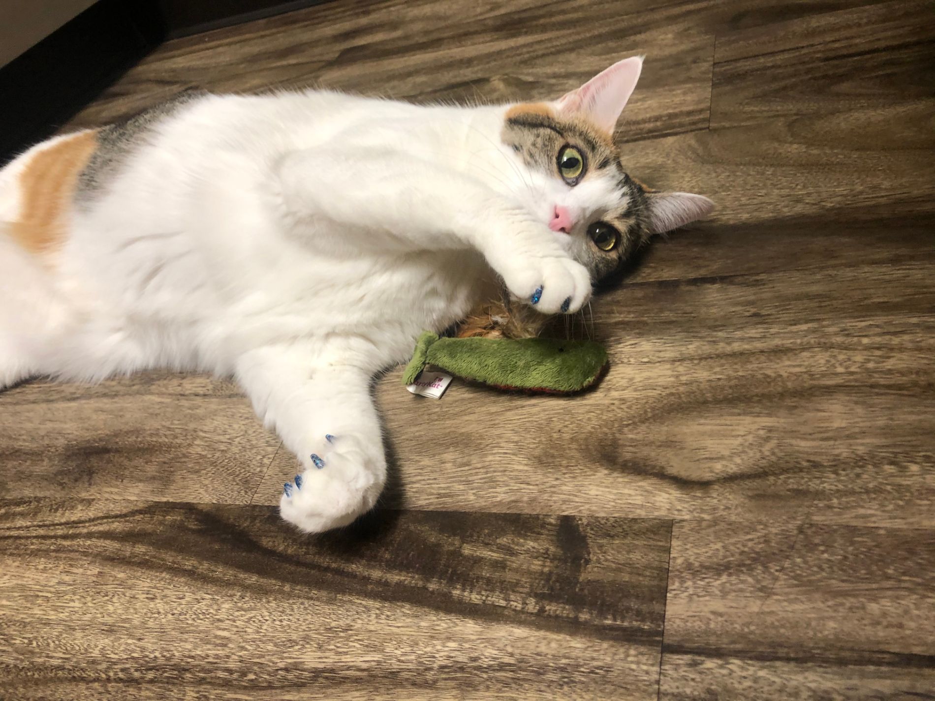 Pet Boarding In Valparaiso, IN 46385 Arbor View Animal Hospital