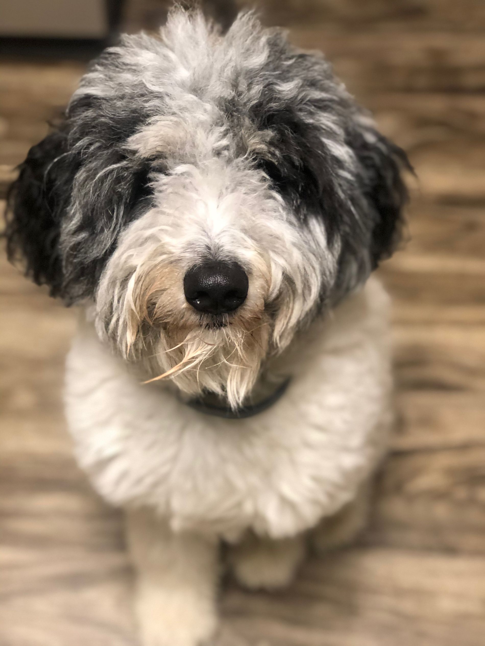 Pet Boarding In Valparaiso, IN 46385 Arbor View Animal Hospital