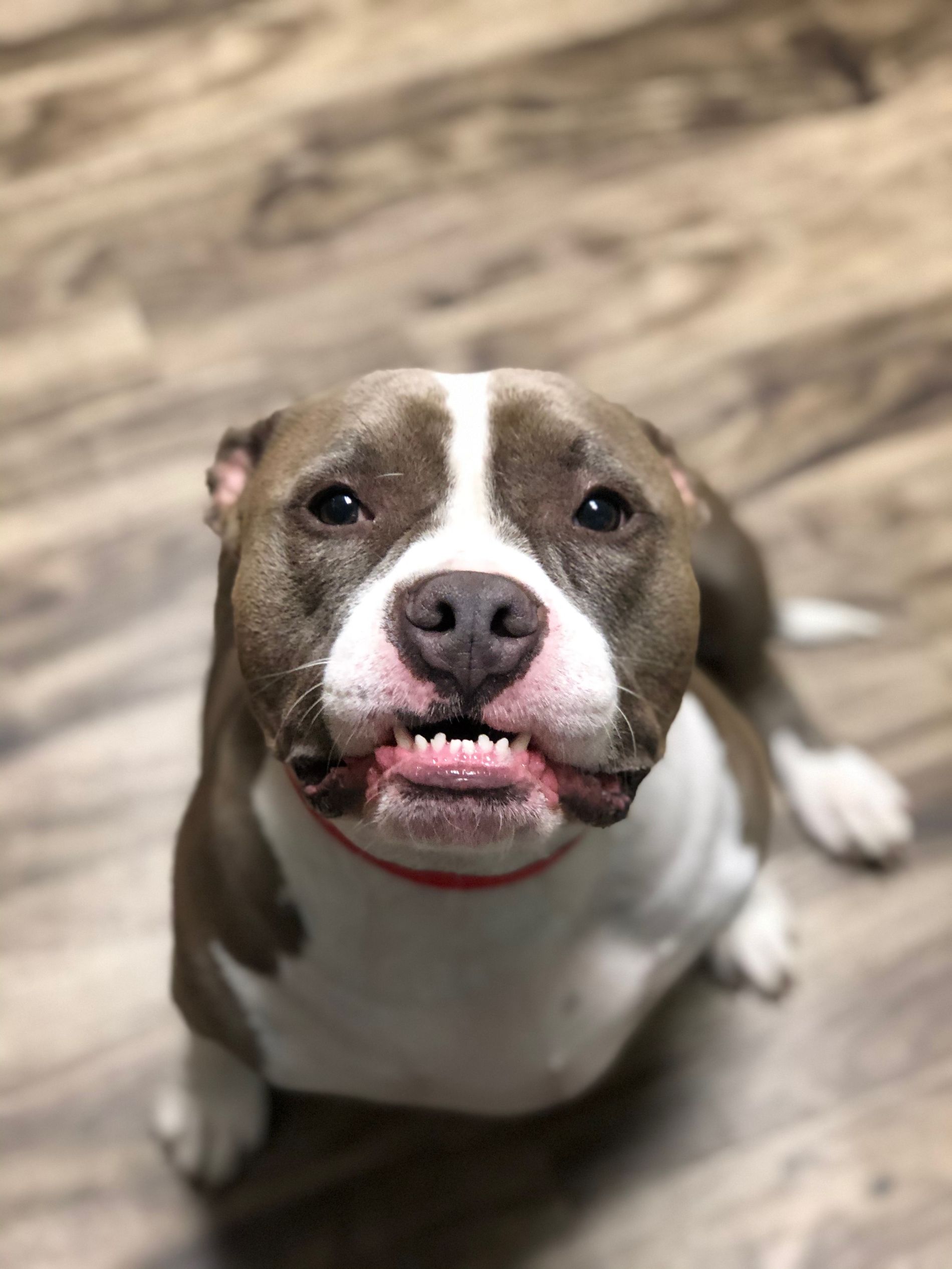 Pet Boarding In Valparaiso, IN 46385 Arbor View Animal Hospital