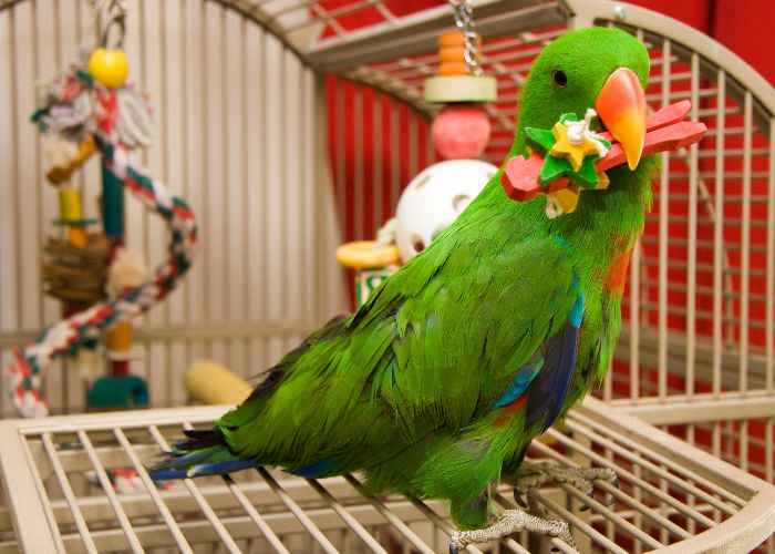 Exotic Avian Bird Care In Valparaiso IN Arbor View Animal Hospital