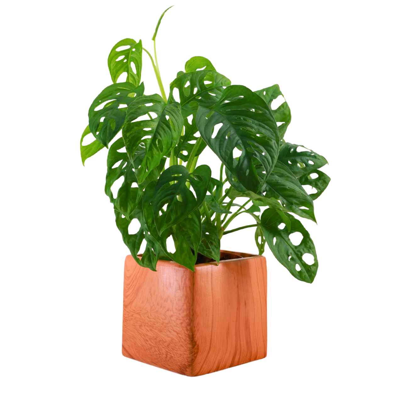 Wooden Cube Ceramic Pot Arbour