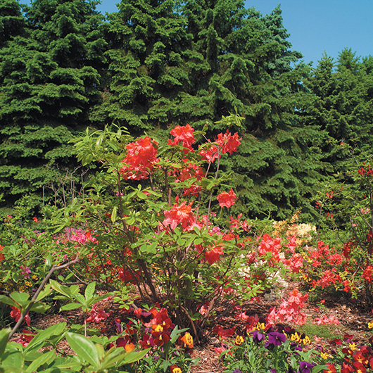 Rhododendron ‘Mount StHelens’
