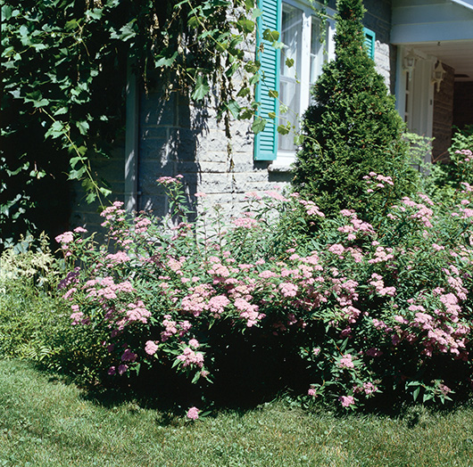 Spiraea x bumalda ‘Anthony Waterer’ (Spirea japonica ‘Anthony Waterer’)