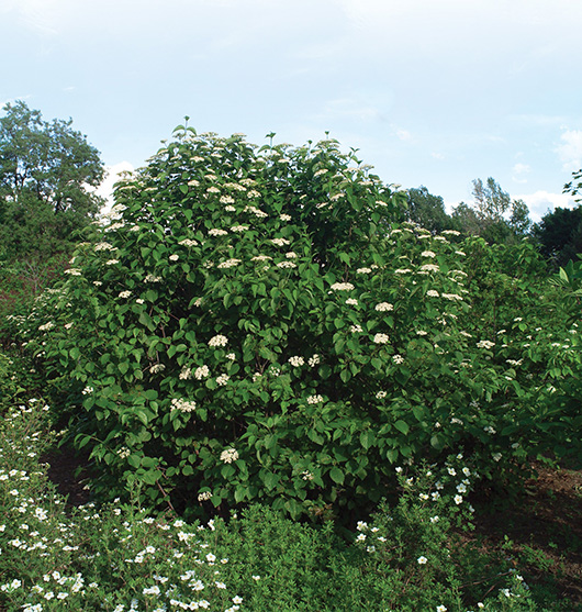 Viburnum dentatum ‘Autumn Jazz’ (Viburnum dentanum ‘Ralph Senior’)