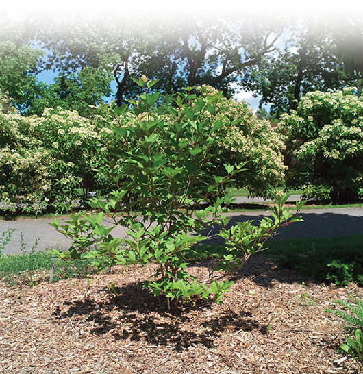Viburnum opulus var. americanum ‘J.N. Select’ (Viburnum trilobum ‘J.N