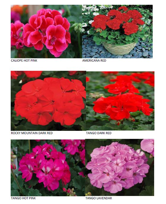 Products Arbuckle Greenhouses