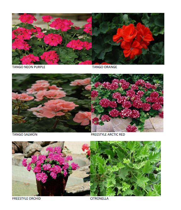 Products Arbuckle Greenhouses