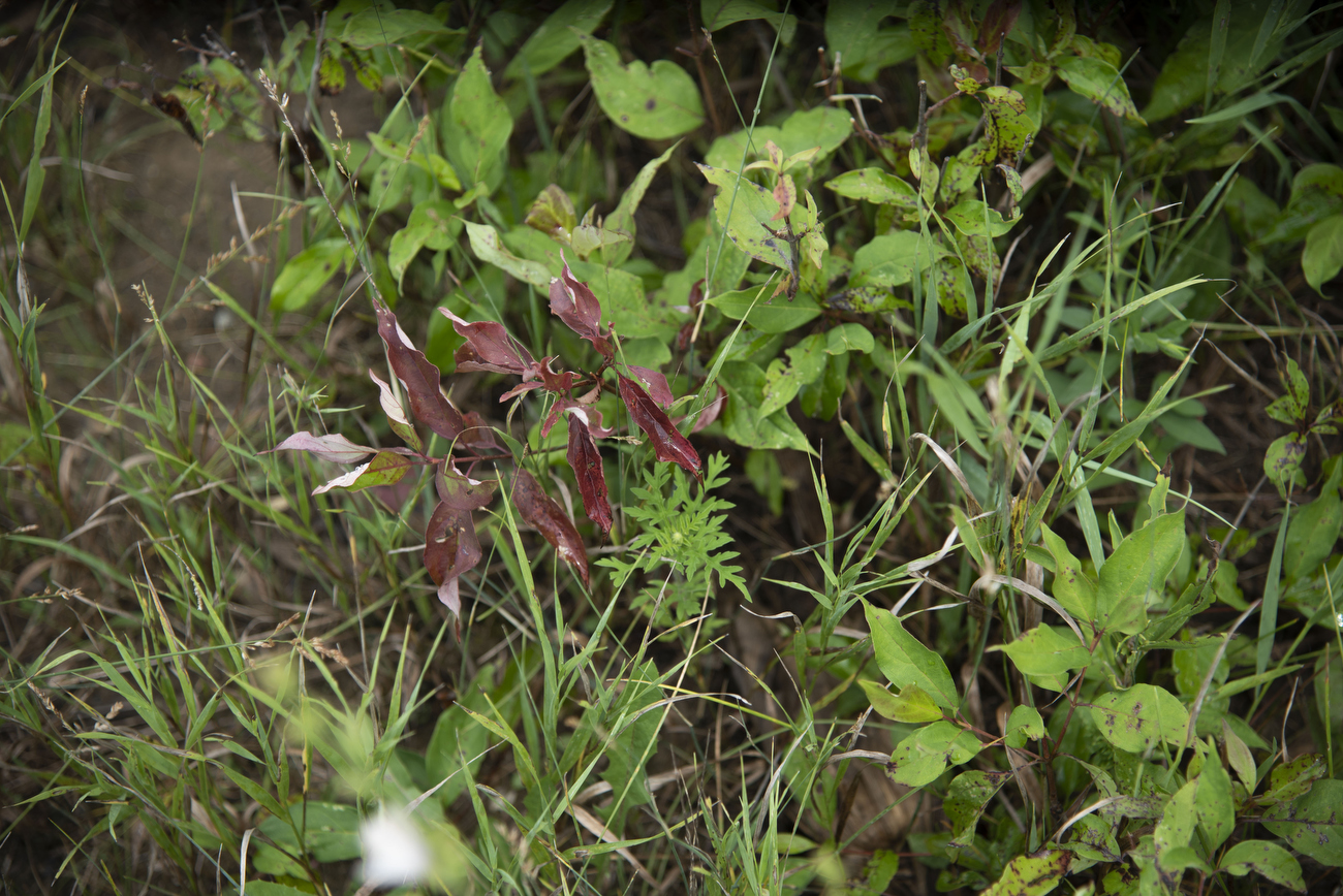 Scio Township Land Preservation Commission purchases plot of land