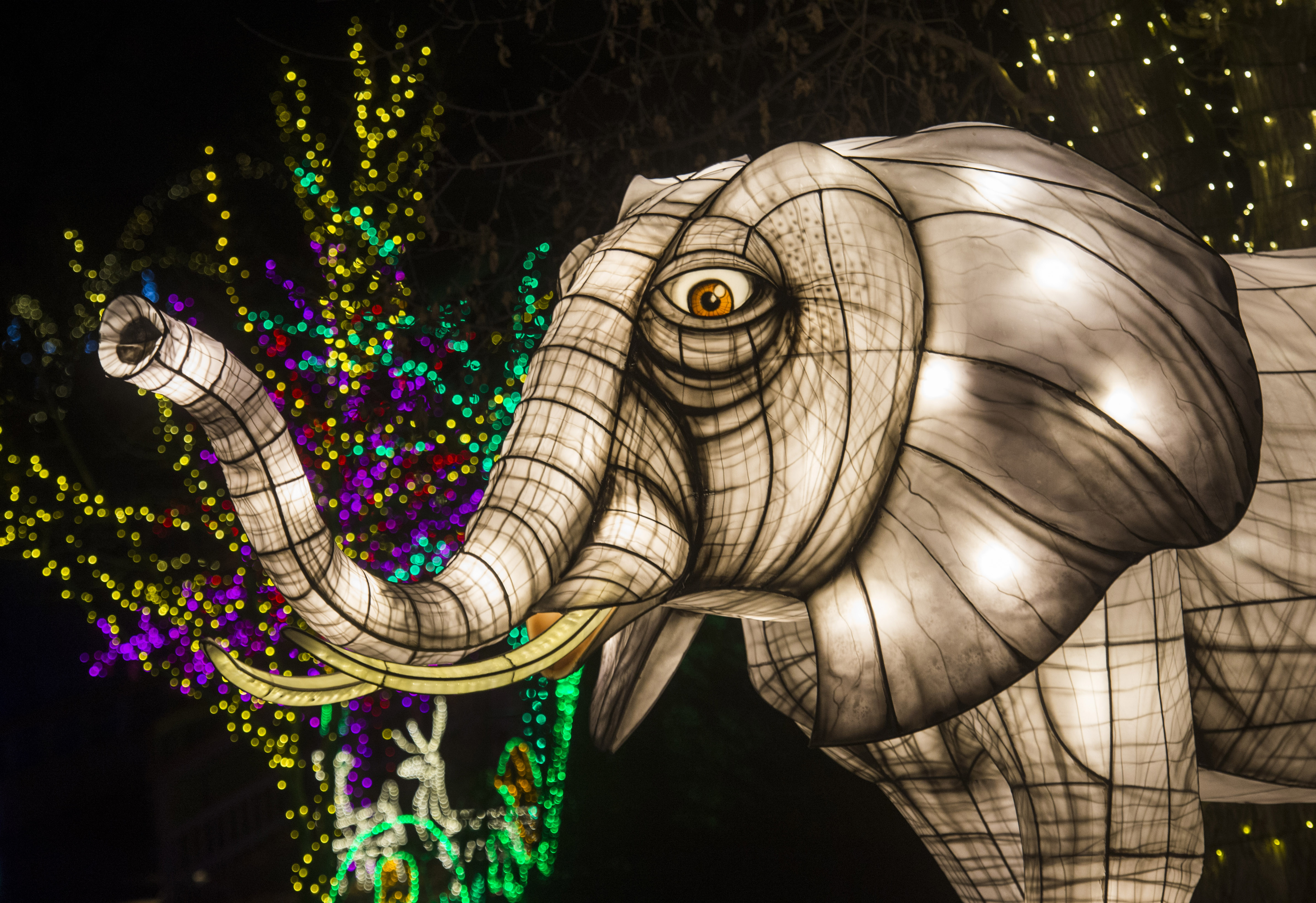Gallery Utah’s Hogle Zoo annual winter lights show opens Shawn Miller