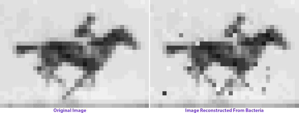 El Primer Ser Vivo Con Un Gif Grabado En Su Genoma Ciencia El Pais