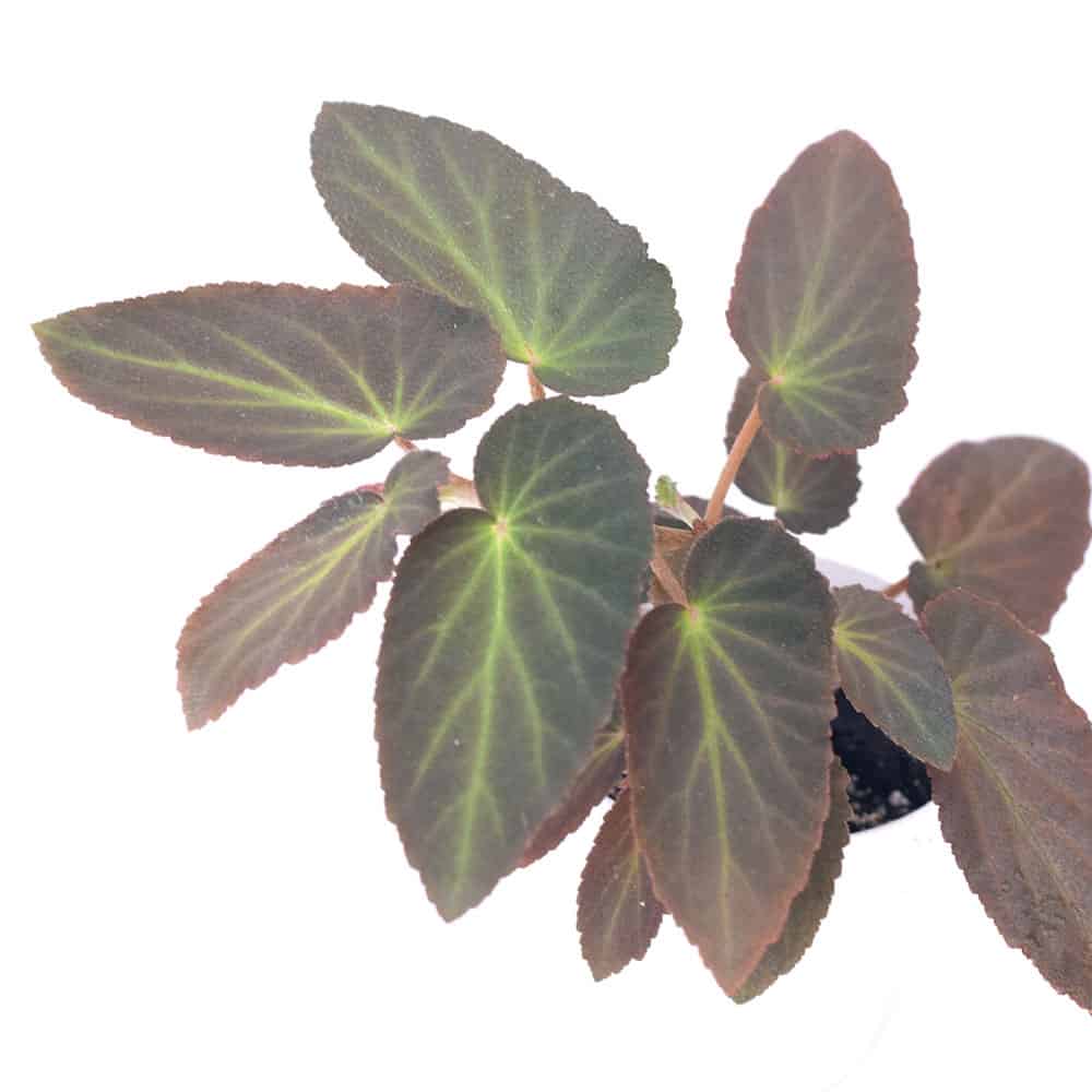 Begonia ‘Withlacoochee’ Arcadia Botanic