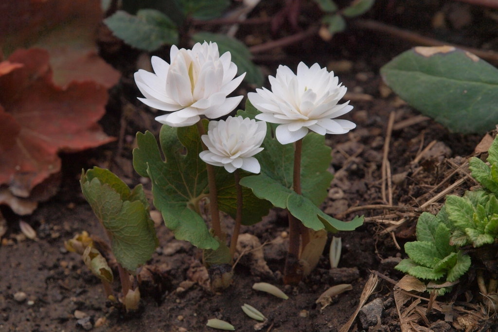 Double Bloodroot