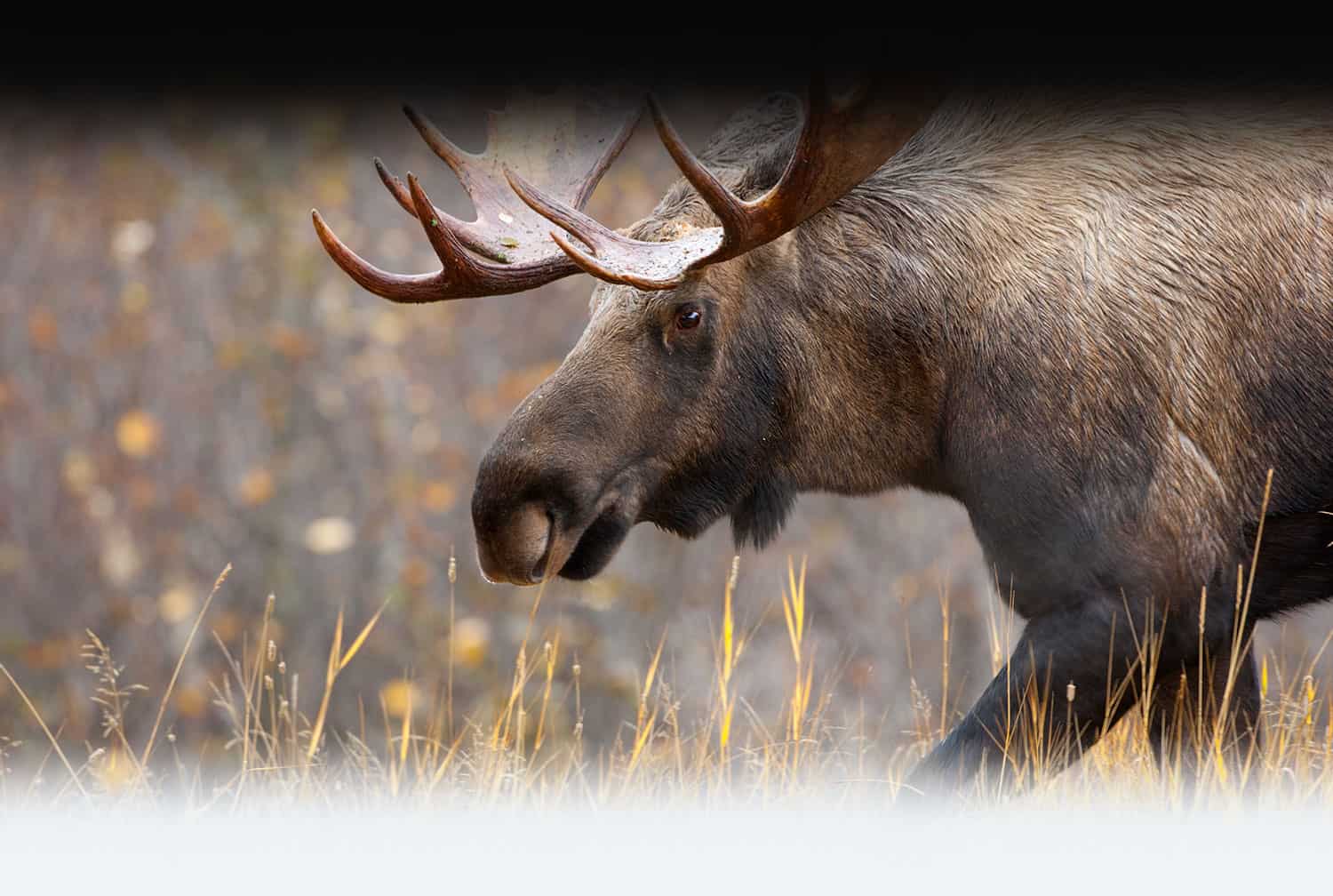 Canadian Moose Hunts & Hunting Adventures in BC Canada