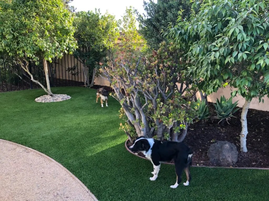 Artificial Turf for Dogs ARC Design Landscape