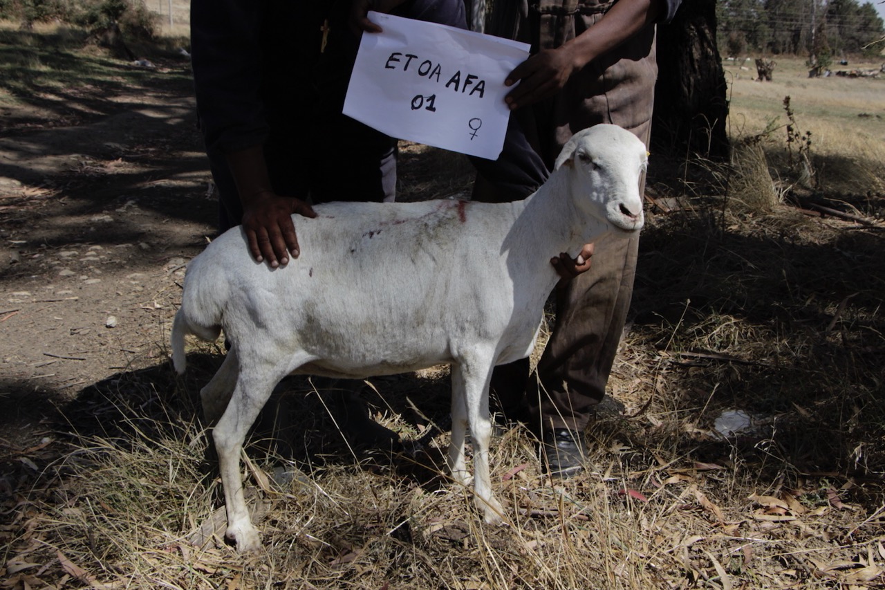 EvoSheep Origin and evolution of sheep breeds The diversity of