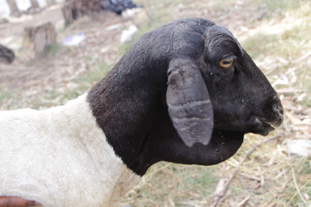 EvoSheep Origin and evolution of sheep breeds The diversity of