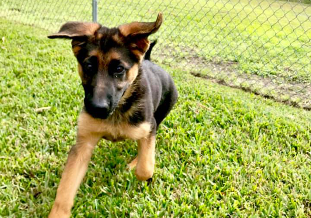 Gallery Archer Road Pet Resort Where Pets Go to Get Away! FL