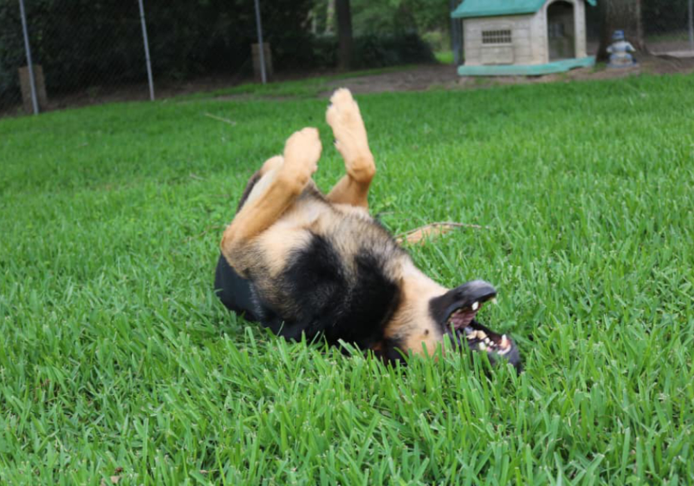 Gallery Archer Road Pet Resort Where Pets Go to Get Away! FL