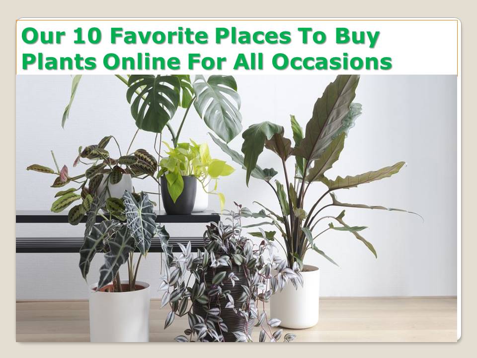 Our 10 Favorite Places To Buy Plants Online For All Occasions ARCHITAMENT