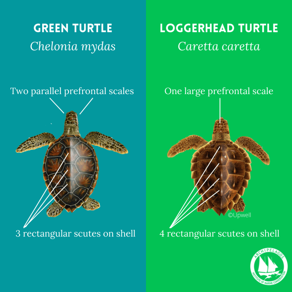 Sea turtles of the Aegean Sea Archipelagos