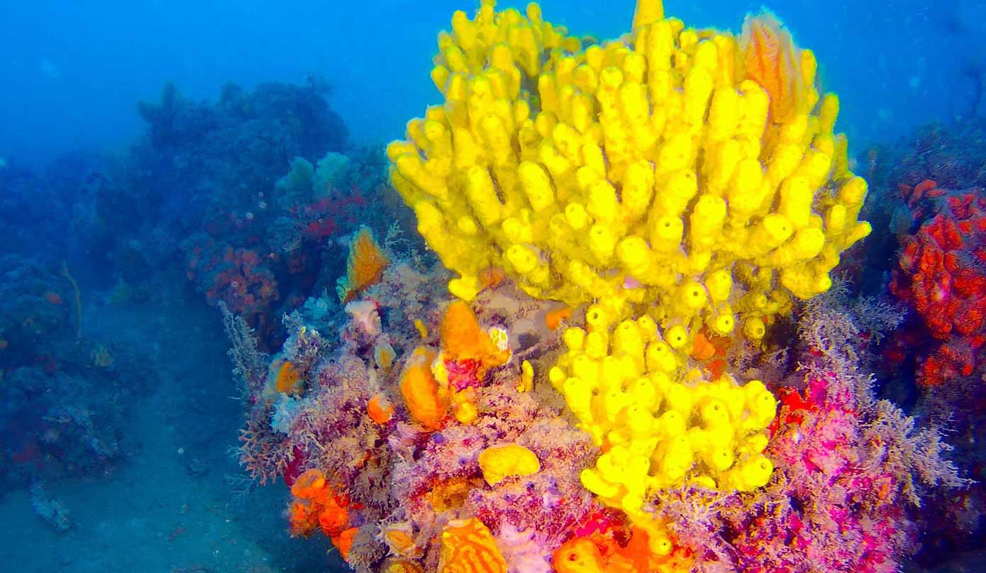 Join Us Archipelagos