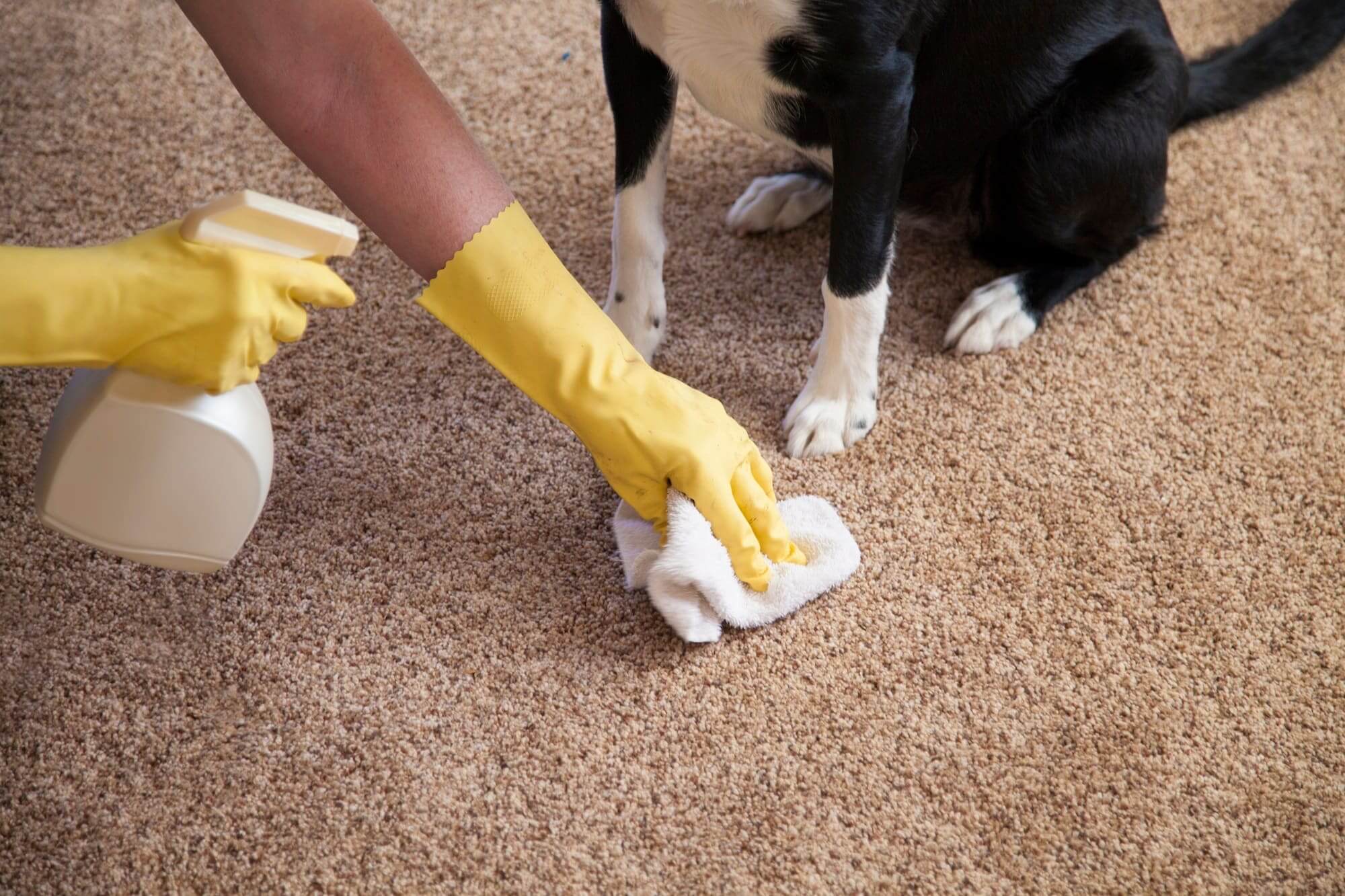 How to Maintain a Clean Home from Pet Hair