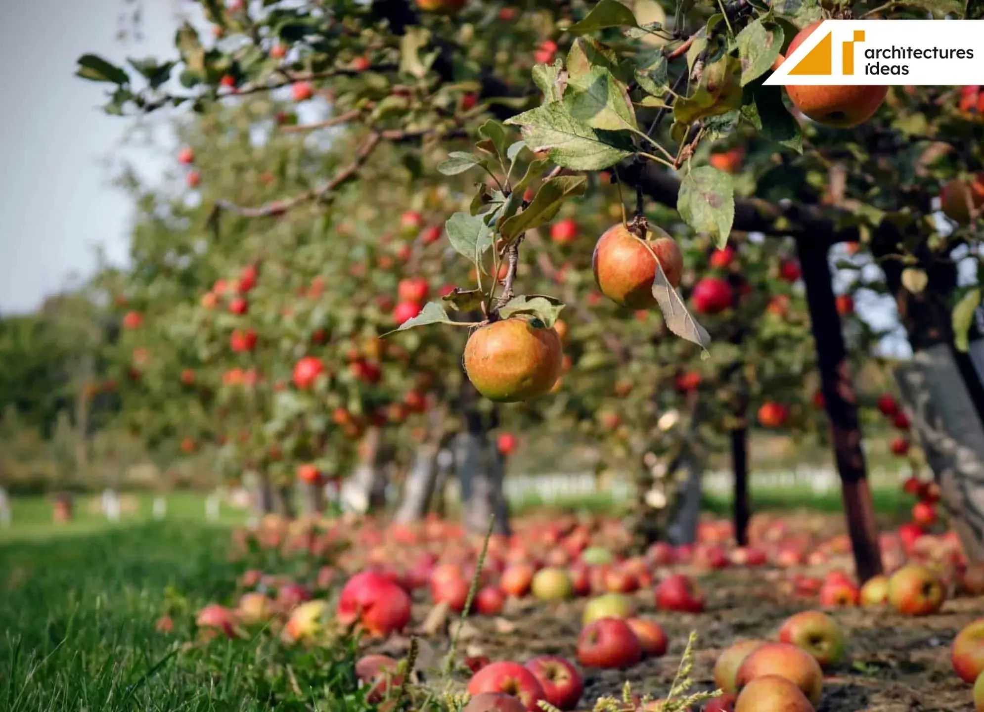 What are the Easiest Fruit Trees to Grow? Architectures Ideas