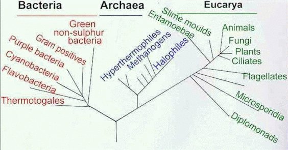 By comparing the DNA sequences for 16S rRNA, Woese and his colleagues