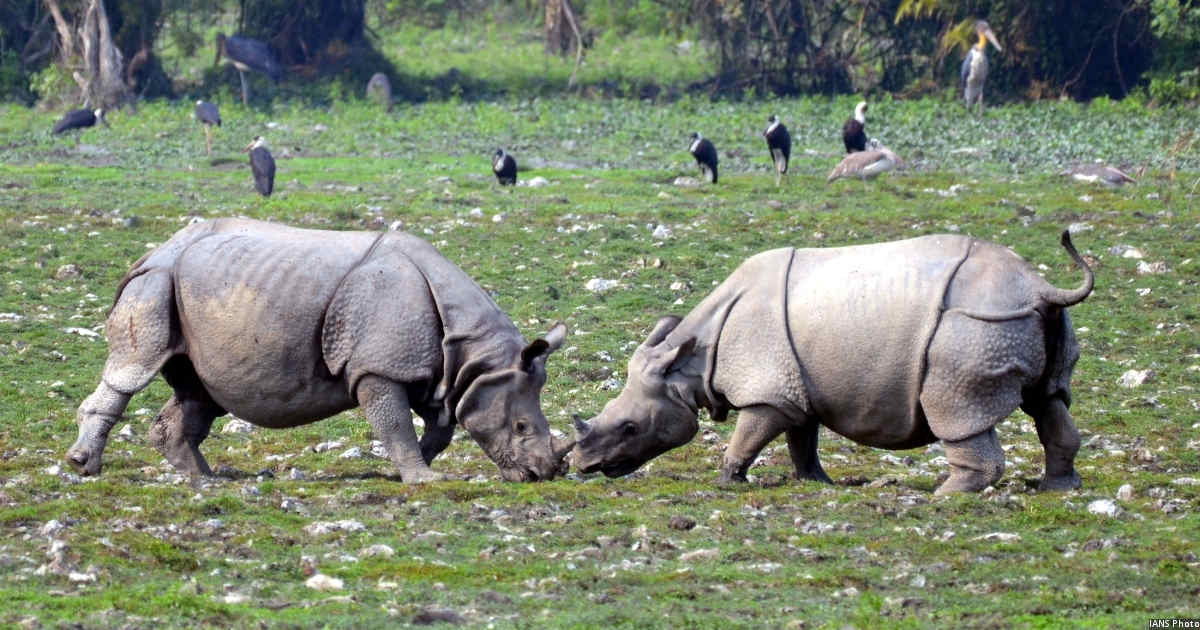 India’s Rhino Population Up 35 Times In 107 Years IndiaSpend