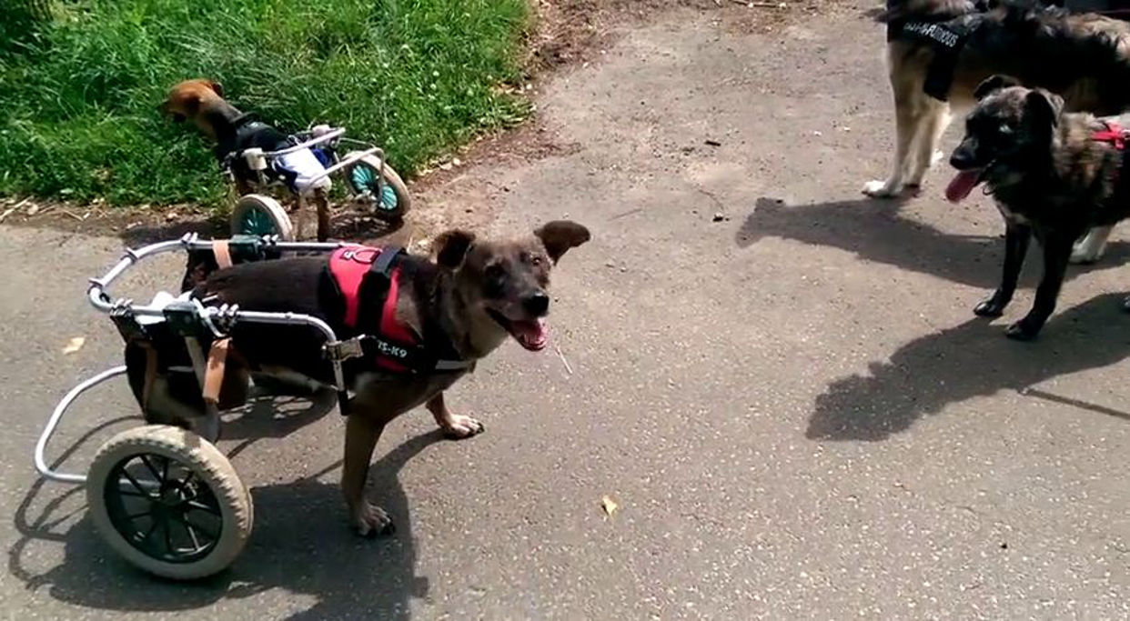 Five WheelchairBound Dogs Playing Fetch Are Here To Toy With Your Emotions