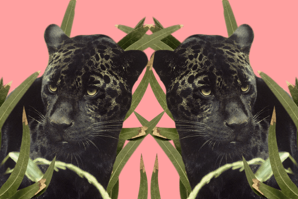 Panthers In The Australian Bush Could The Urban Legend Be True