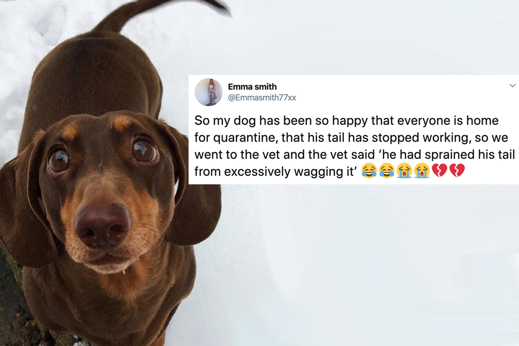 Quarantine Dog Sprains Tail From Extra Wagging Because Family's Home