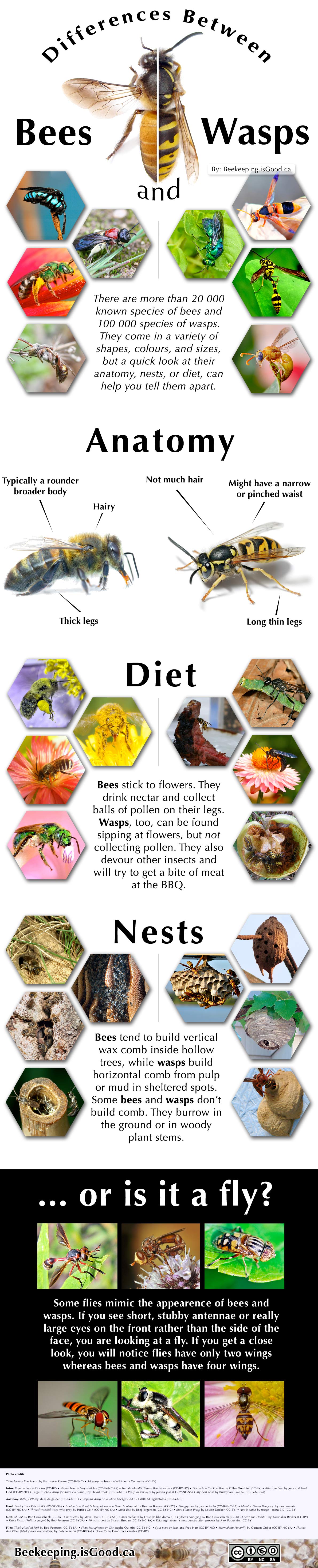 Differences between bees and wasps Beekeeping.isGood
