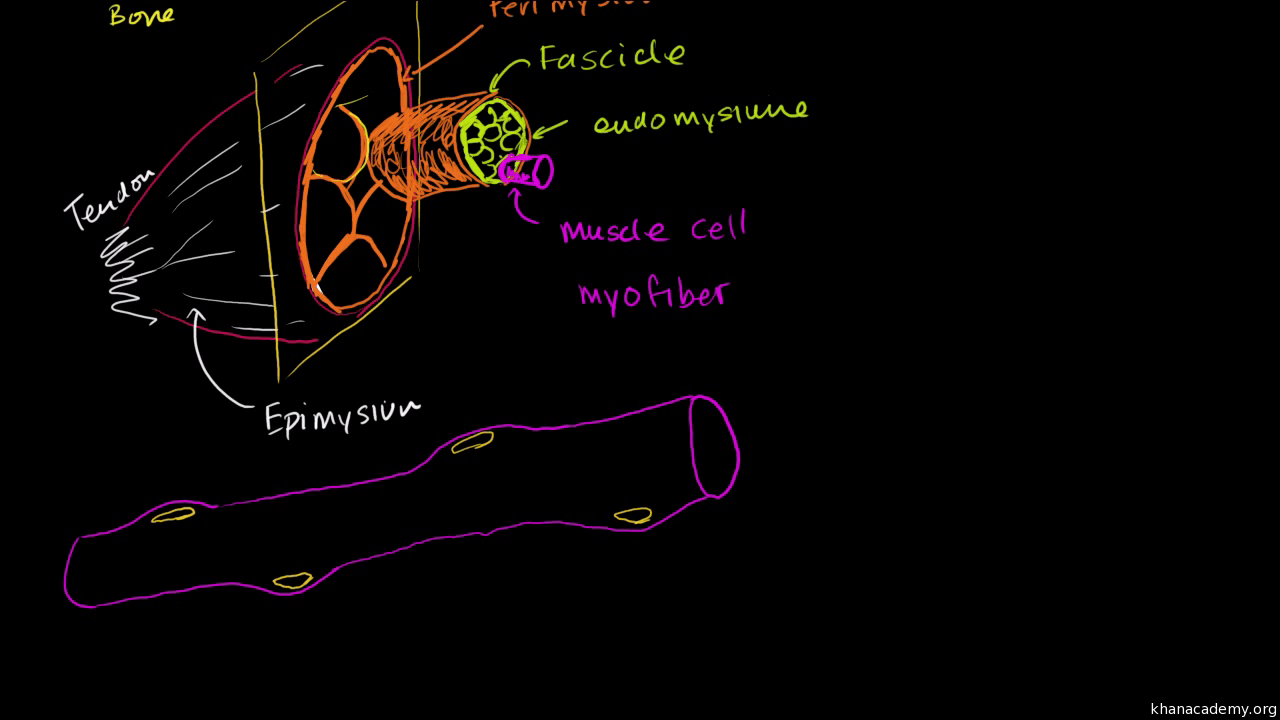 Anatomy of a muscle cell Free Download, Borrow, and