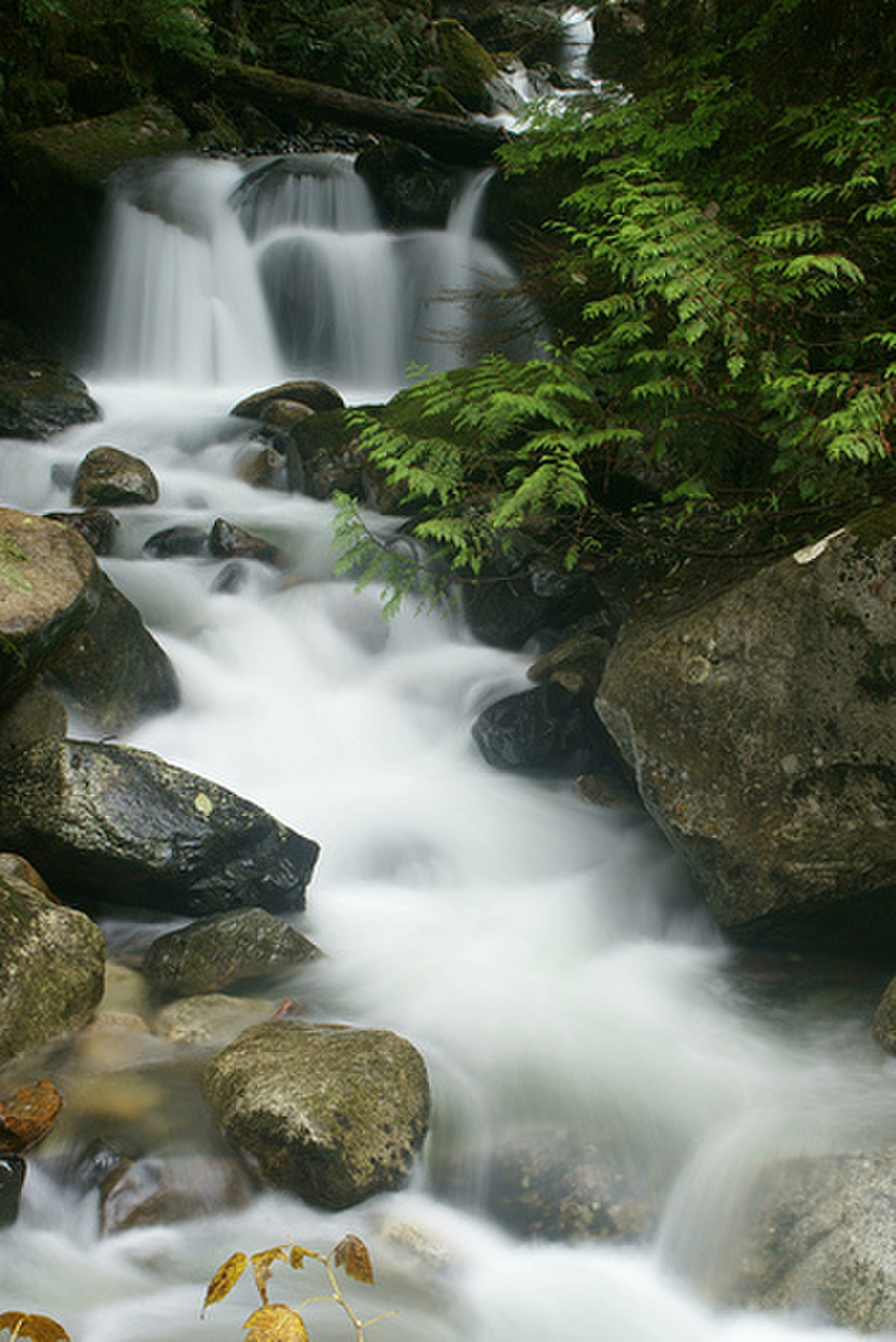 Entrust Yourself Rodleen Getsic Free Download, Borrow, and Streaming Archive