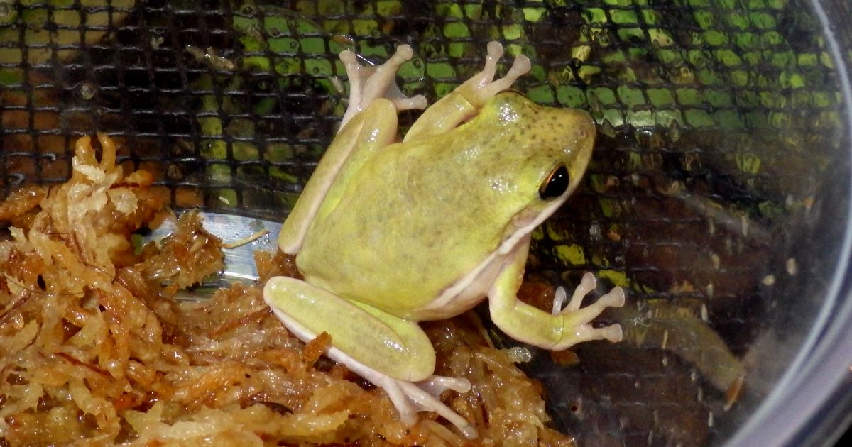 American Green Tree Frog