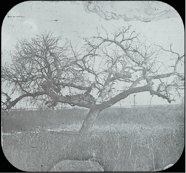 Sovereign Trees Native American Sites of Memory