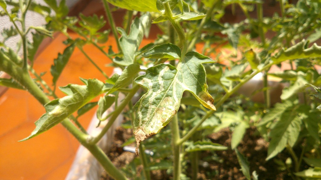 ¿Cuántas plantas de tomate puedo plantar en un cajón de