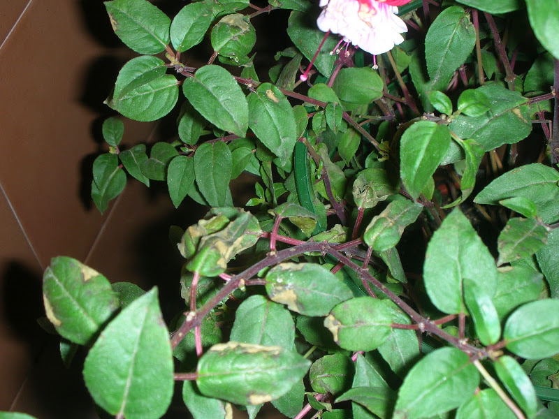 Fuchsia está como pachucha, algunas hojas como quemadas y