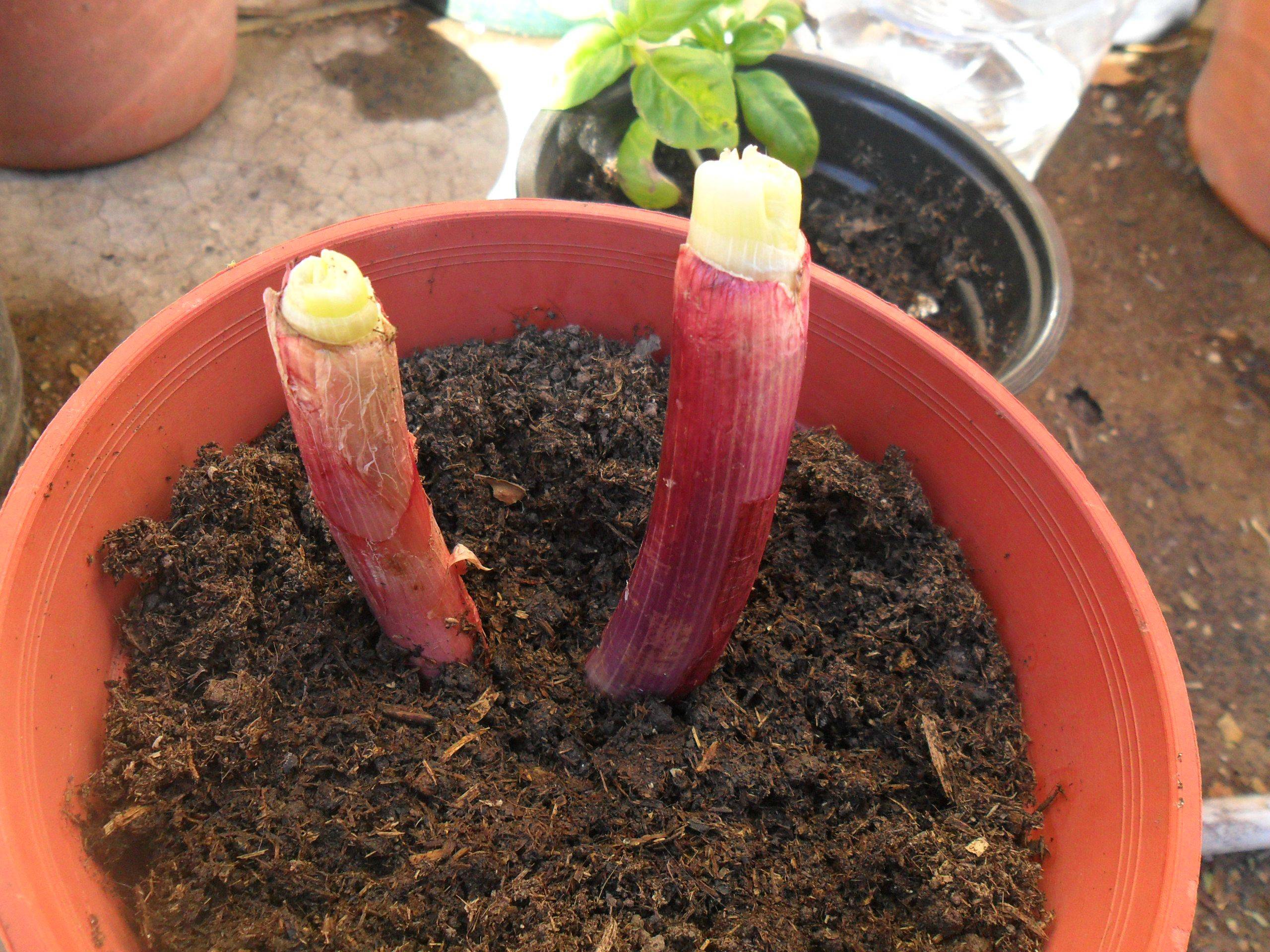 Fotos de mis zapallo y tomate recién nacido, acelga y