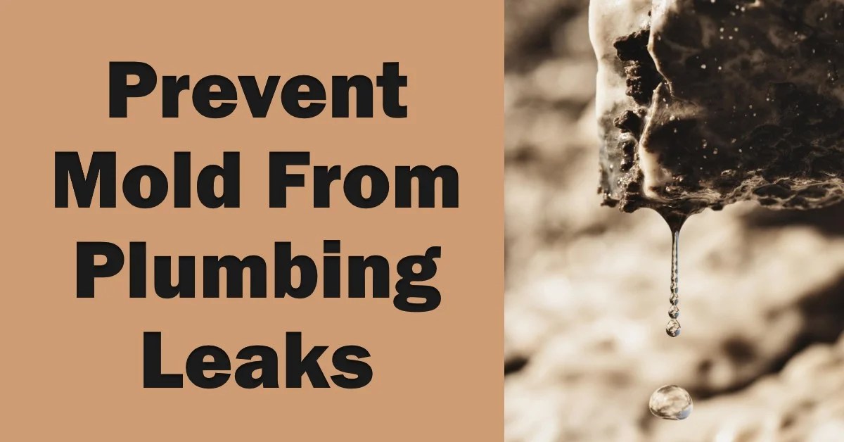 2024 Will Plumbing Leaks Cause Mold? Prevention Tips » Archova Visuals