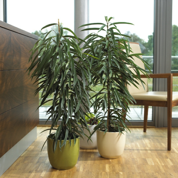 Zimmerpflanzen für das perfekte Ambiente im Haus