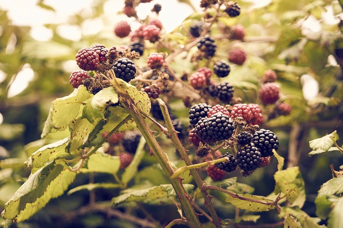 Was sind Brambles? Ein stacheliges Naturwunder