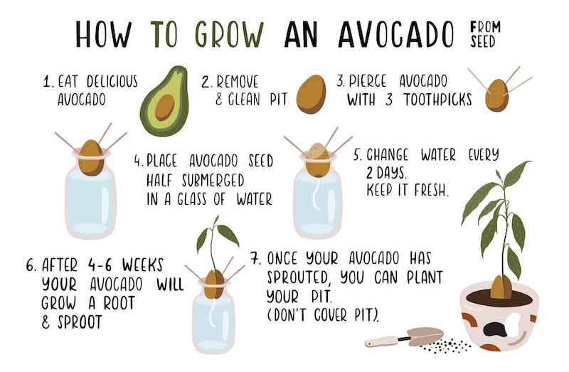 How to grow an avocado indoors The whole process