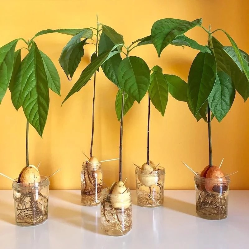 How to grow an avocado indoors The whole process