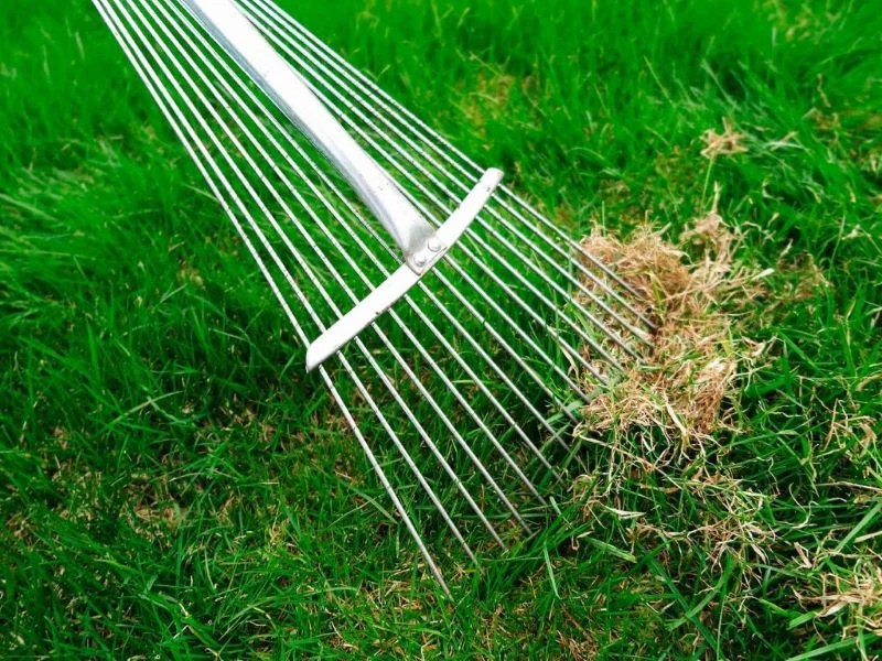 Bringing a Browning & Brittle Lawn Back to Life? 7 Remedies for Reviving Dead Grass