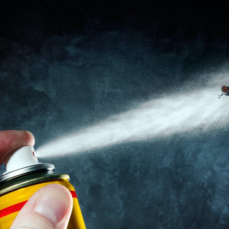 How To Get Rid of Gnats Indoors An Easy Guide