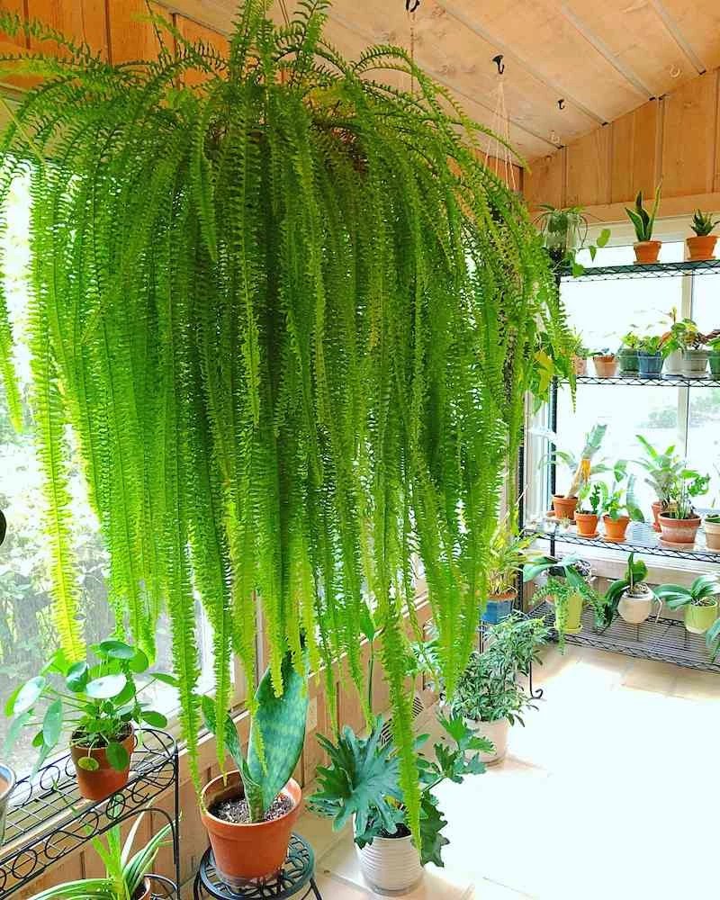 How to Take Care of Ferns The Complete Guide