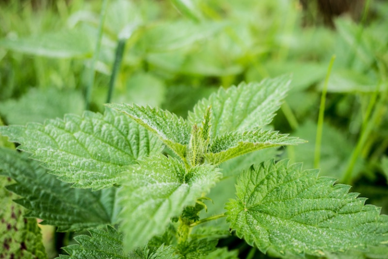 Stinging Nettle Benefits and Side Effects